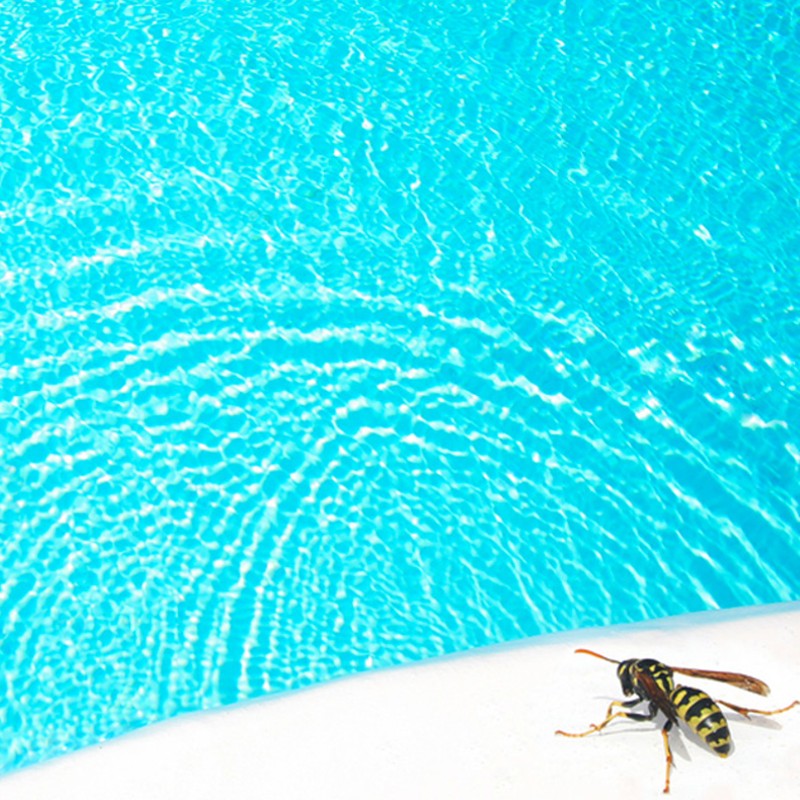 Guêpe au bord d'une piscine